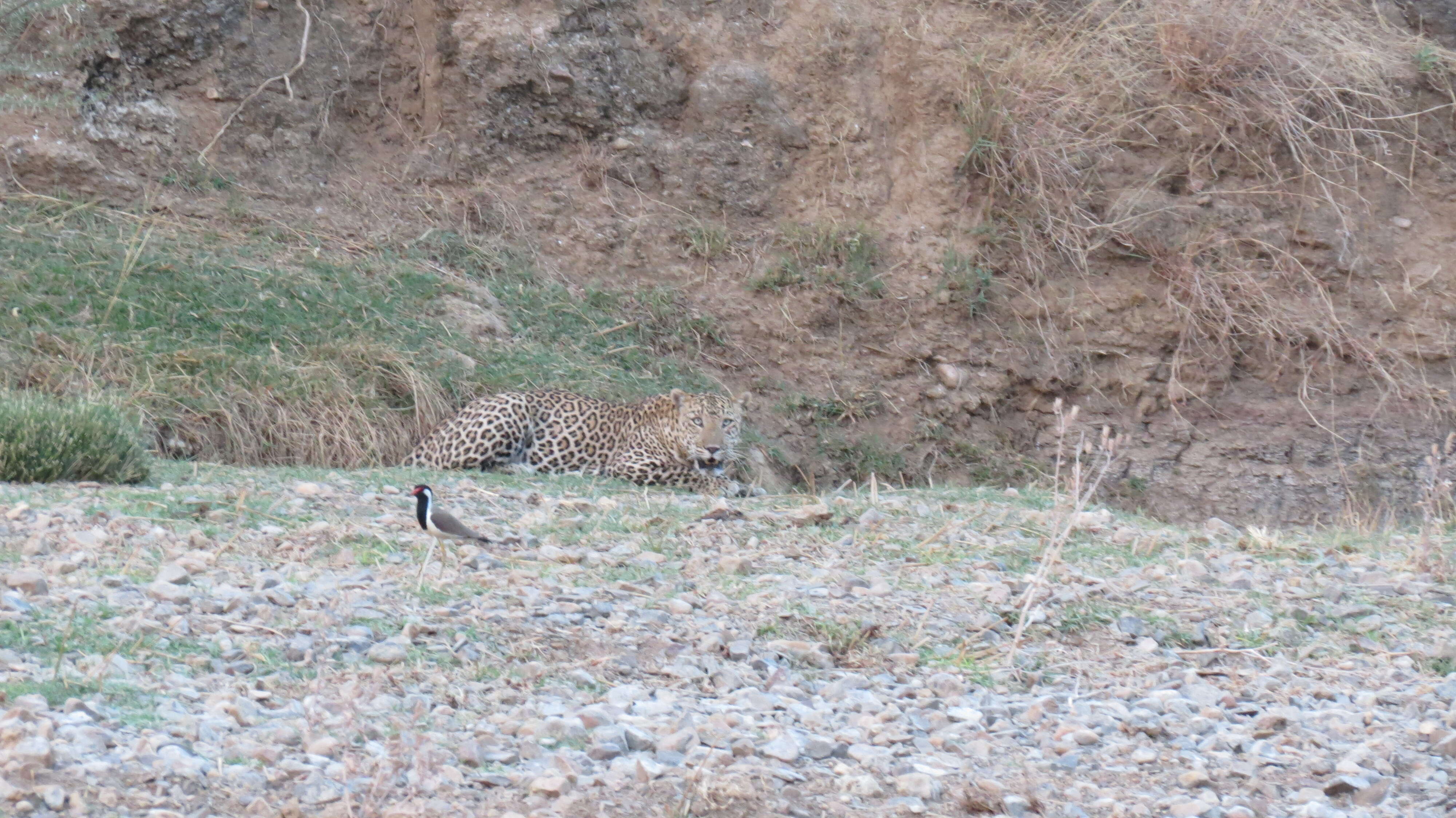 Image of Indian leopard