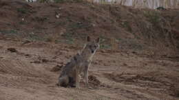 Image of golden jackal