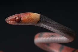 صورة Siphlophis compressus (Daudin 1803)