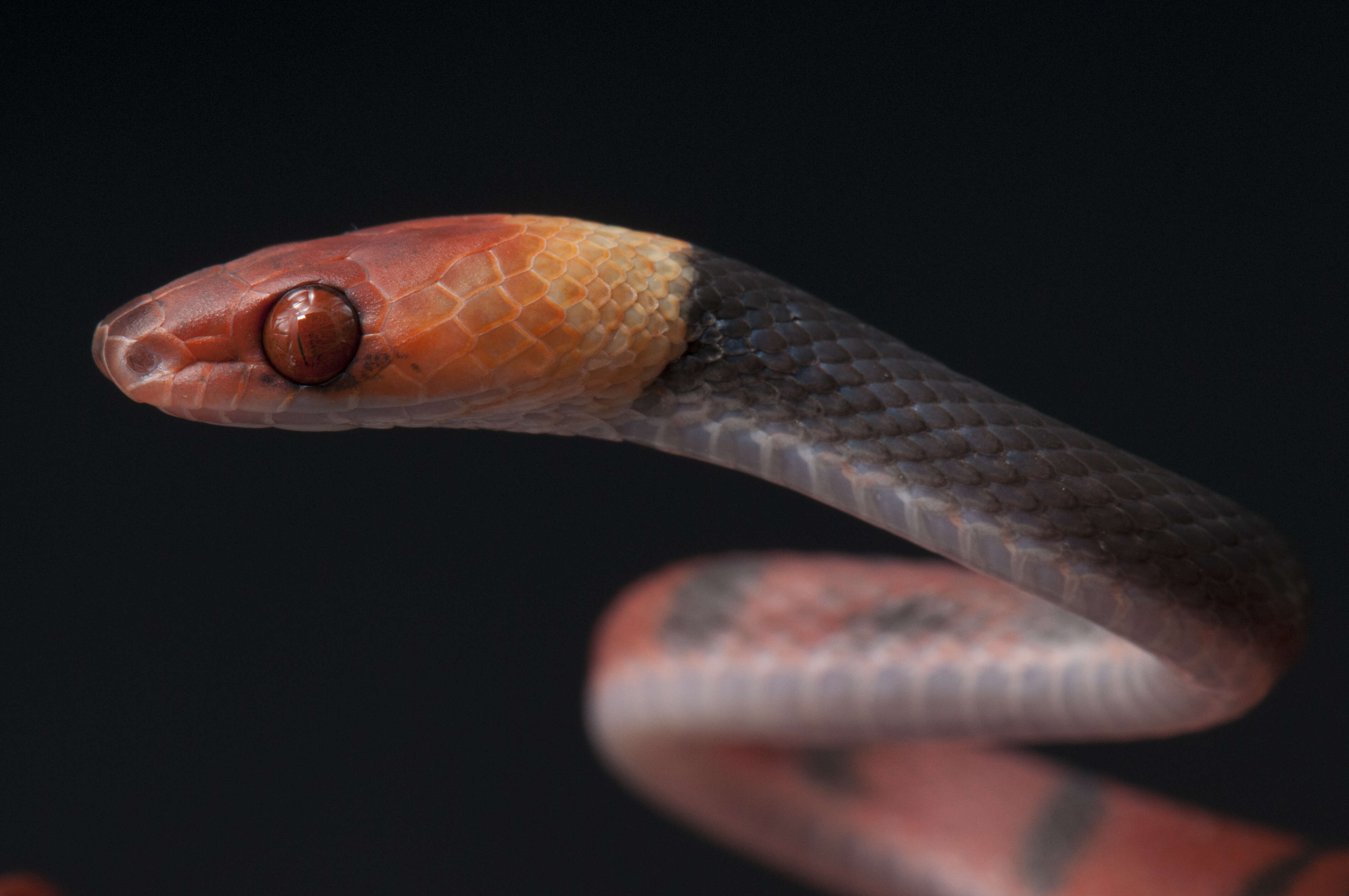 صورة Siphlophis compressus (Daudin 1803)