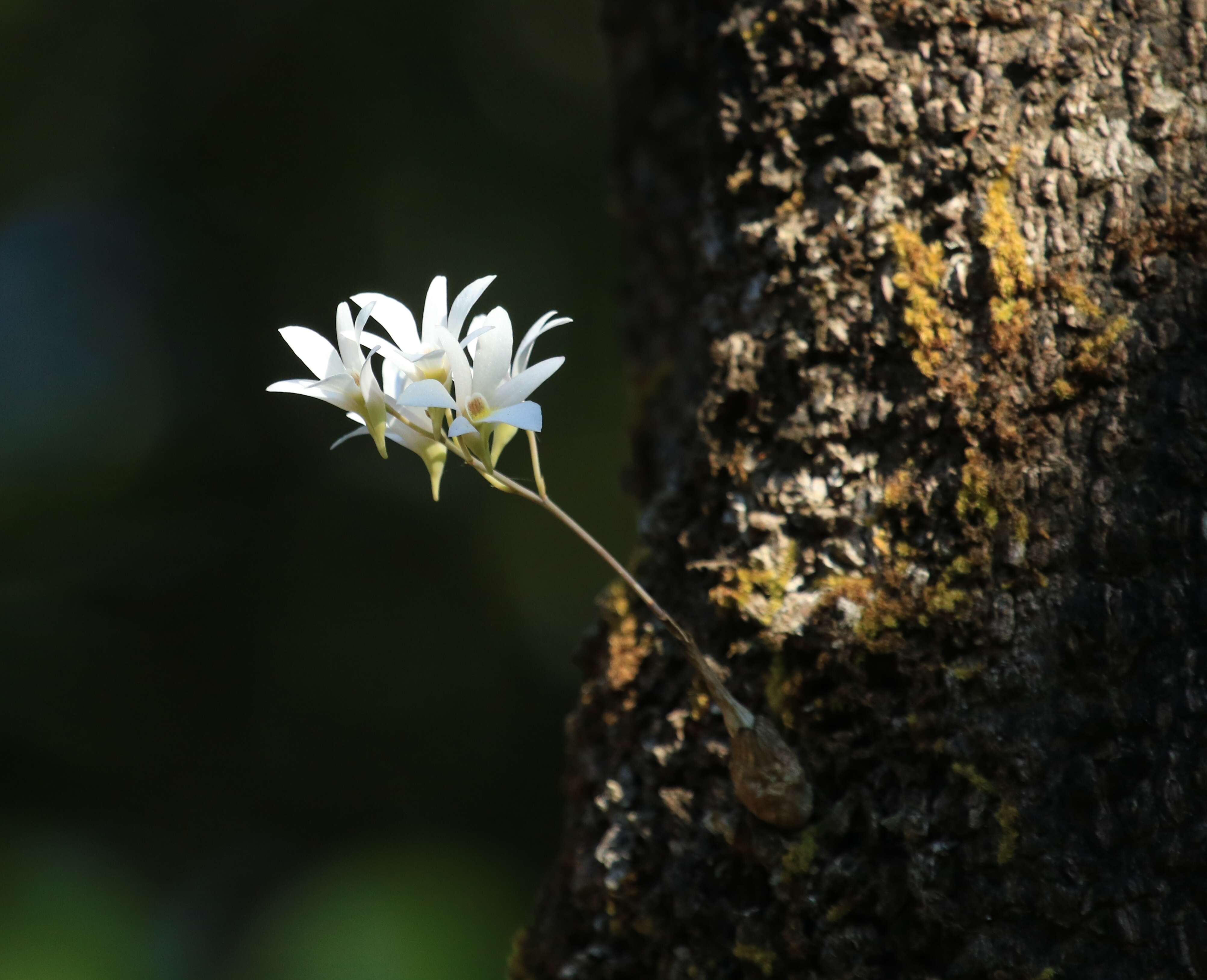 Image of Dendrobium barbatulum Lindl.