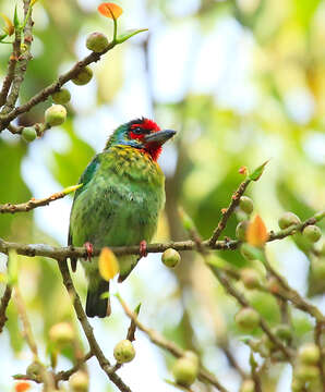 Psilopogon malabaricus (Blyth 1847) resmi