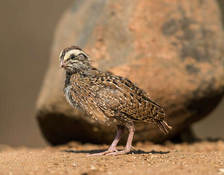 Image of Jungle Bush Quail