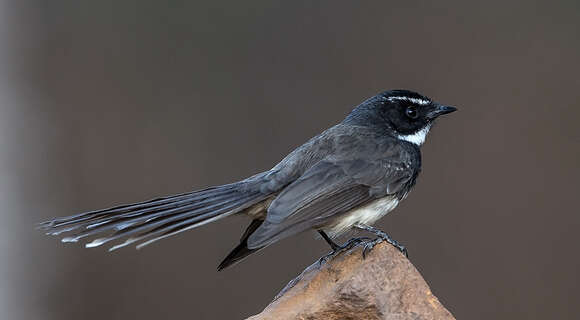 Image of White-spotted Fantail