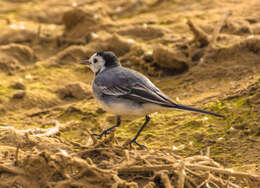 Image of Pied Wagtail and White Wagtail