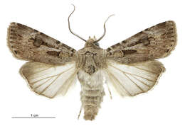 Image of Agrotis munda Walker 1856