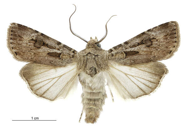 Image of Agrotis munda Walker 1856