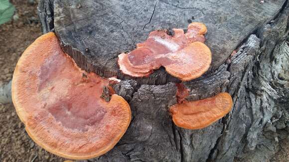 Image of Orange polypore