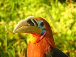 Image of Rufous-cheeked Hornbill