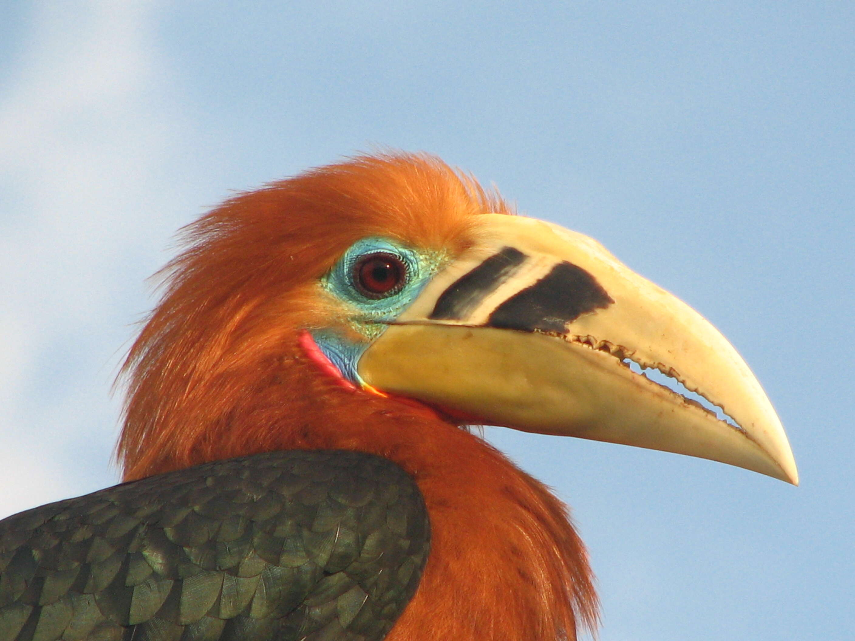 Image of Rufous-cheeked Hornbill