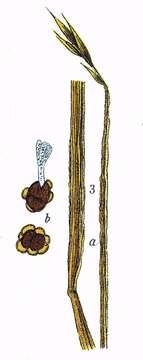 Image de Urocystis occulta (Wallr.) A. A. Fisch. Waldh. 1867