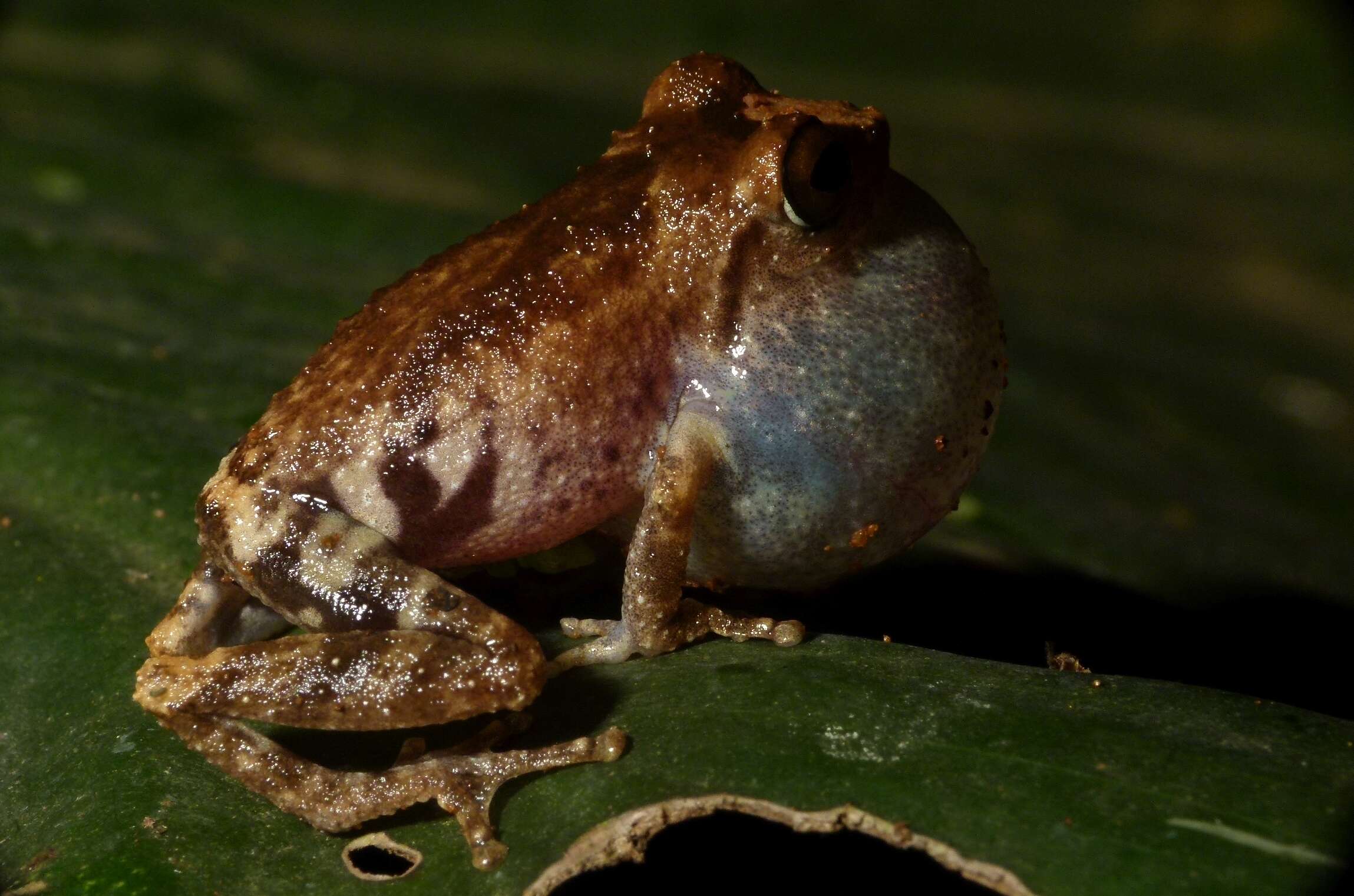 Image of Anil's Bush Frog