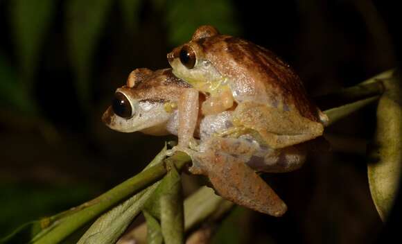 Image of Anil's Bush Frog