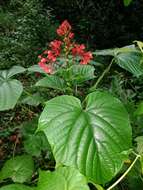 Imagem de Clerodendrum paniculatum L.