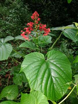 Imagem de Clerodendrum paniculatum L.