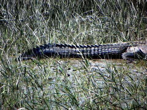 Image of Estuarine Crocodile