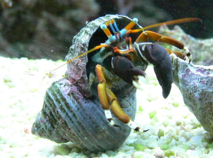 Image of Hawaiian hermit