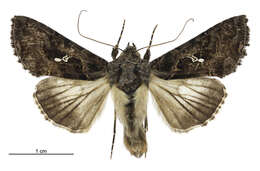 Image of Ctenoplusia limbirena Guenée 1852