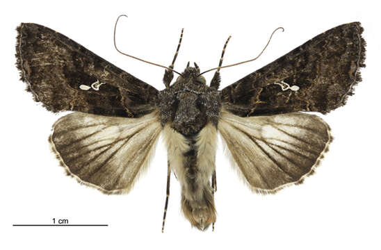 Image of Ctenoplusia limbirena Guenée 1852