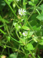 Image of wood stitchwort