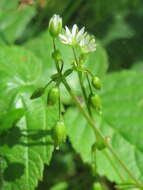 Image of wood stitchwort