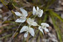 Image of Xanthosia rotundifolia DC.