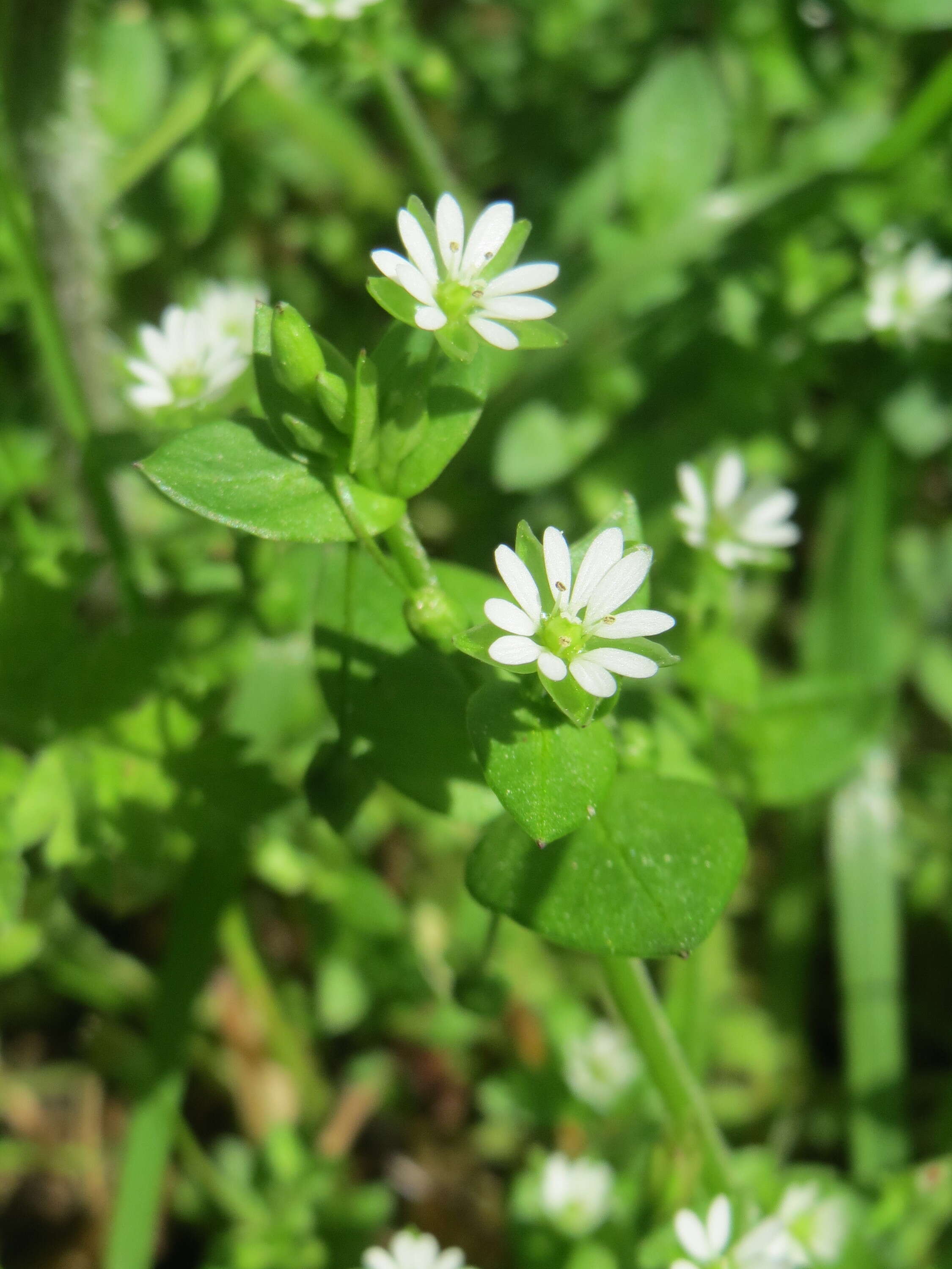 Image of wood stitchwort