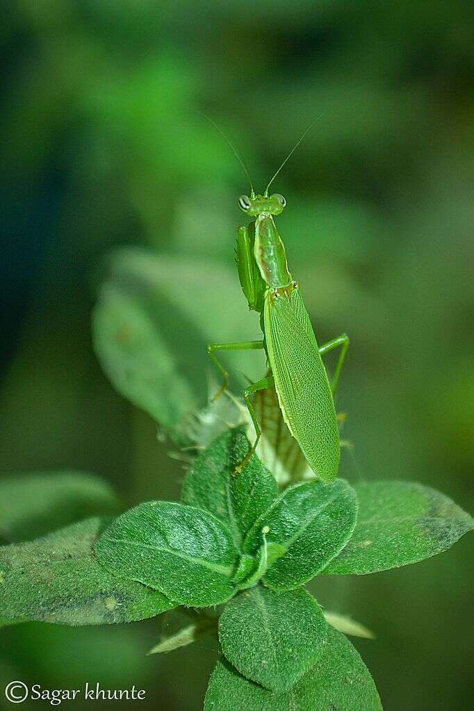 Image of Odontomantis