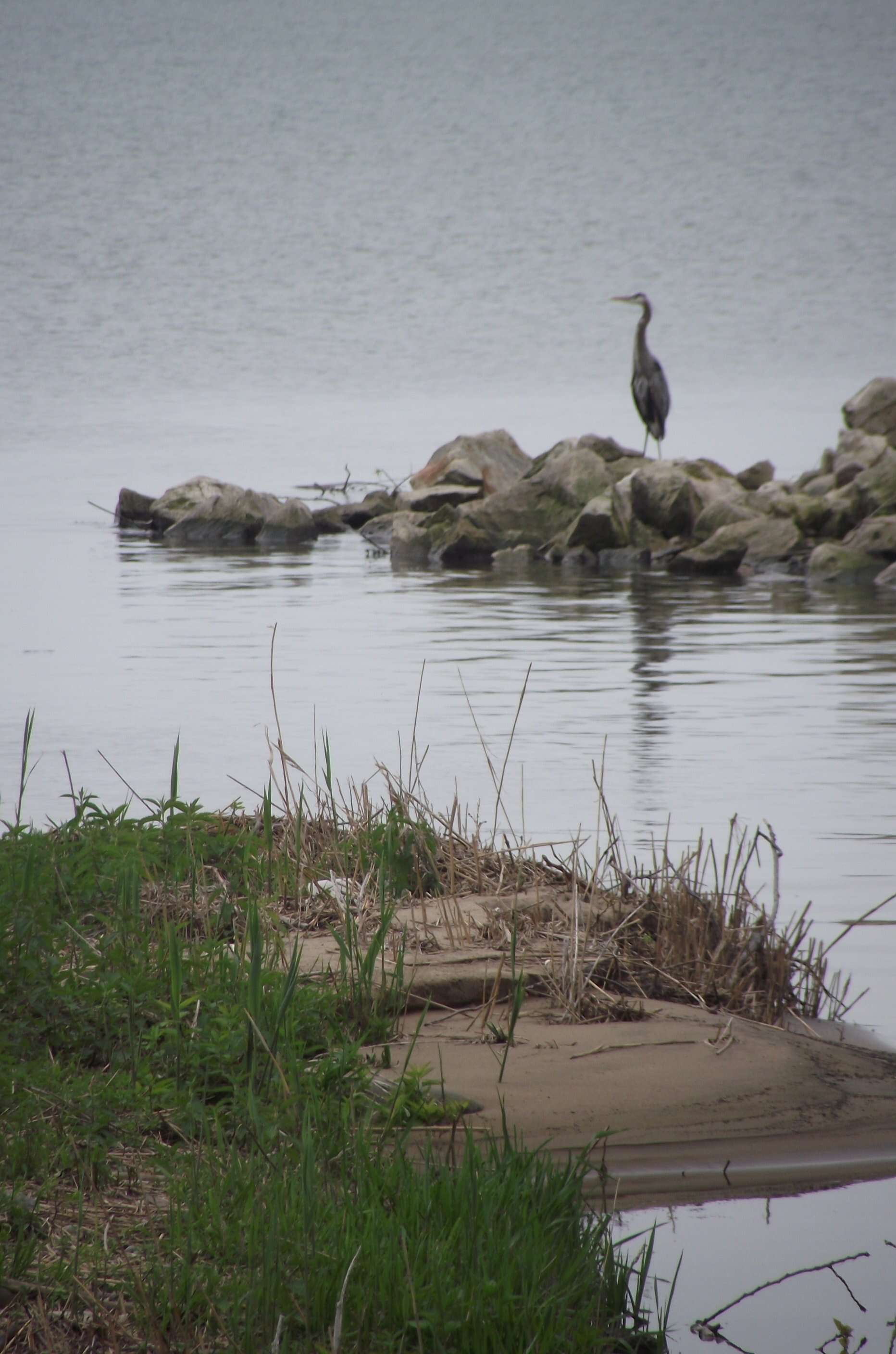 Image of Great Blue Heron