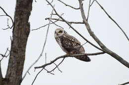 Image of Short-eared Owl