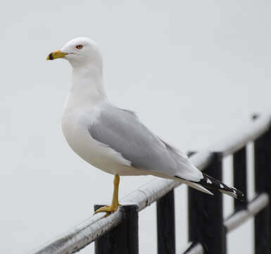 Image of Ring-billed Gull