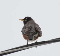 Image of American Robin