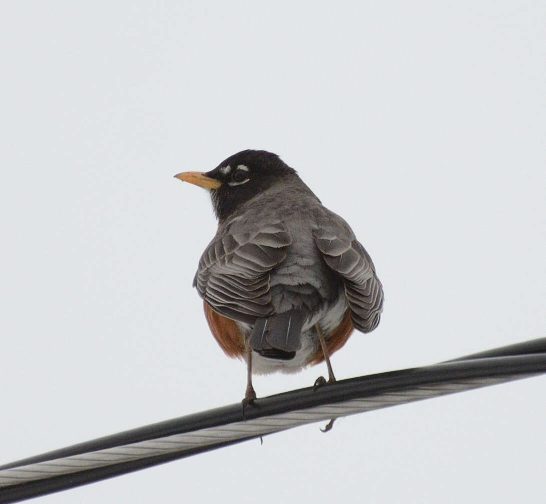 Image of American Robin