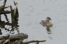 Image of Pied-billed Grebe