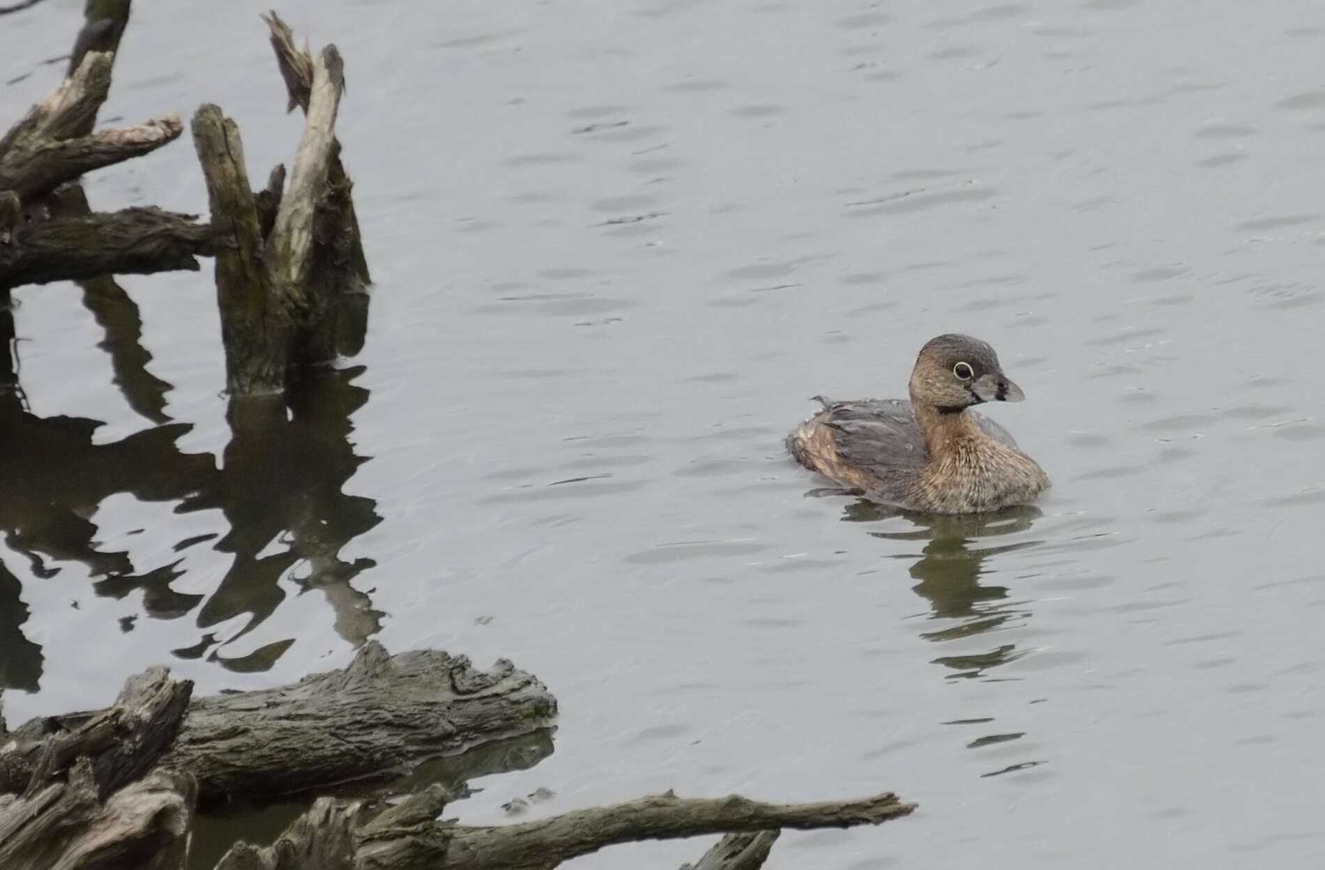 Image of Pied-billed Grebe