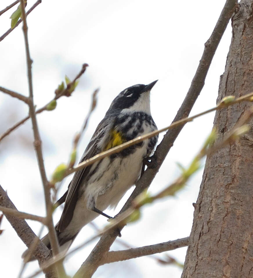 Image of Myrtle Warbler