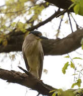 Image of Night Herons