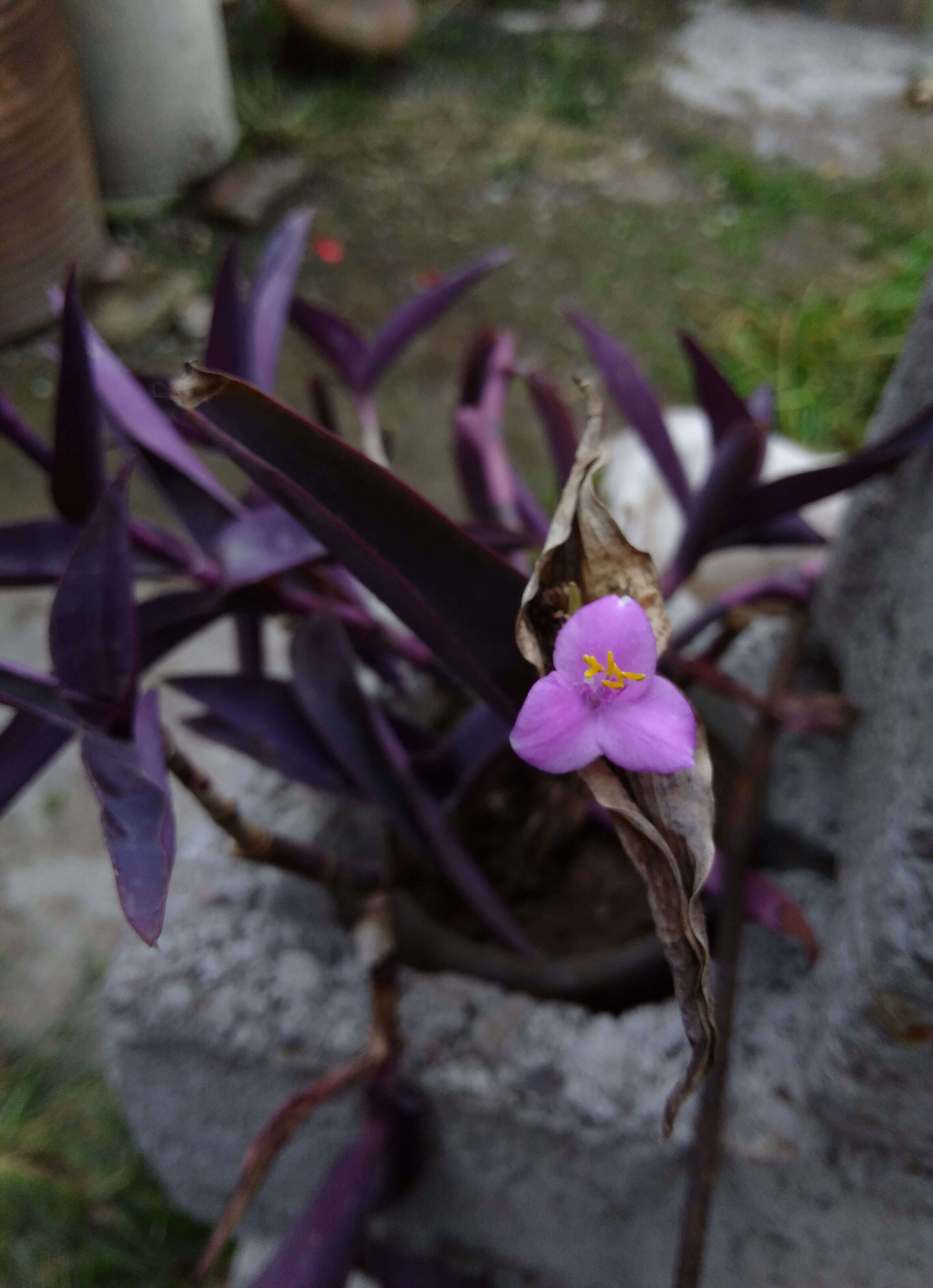 Image of purple heart