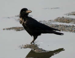 Imagem de Corvus culminatus Sykes 1832