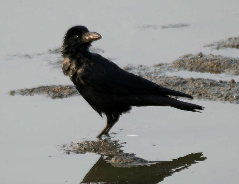 صورة Corvus culminatus Sykes 1832