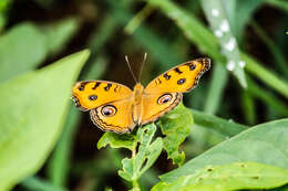 Imagem de Junonia almana Linnaeus 1758