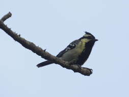 Image de Mésange jaune