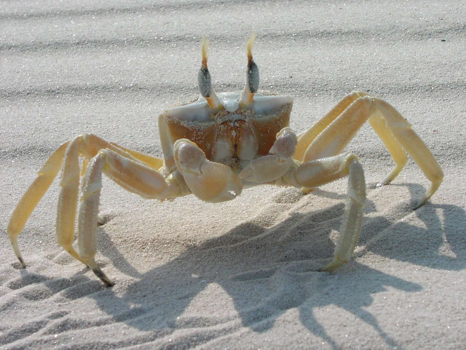 Image of tufted ghost crab