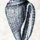 Image of Eucithara dubiosa (G. Nevill & H. Nevill 1875)