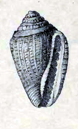 Image de Eucithara dubiosa (G. Nevill & H. Nevill 1875)