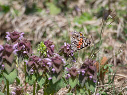 Image of Vanessa virginiensis