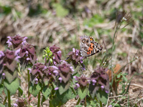 Image of Vanessa virginiensis