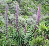 Plancia ëd Echium pininana Webb & Berth.