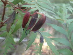 Image of Lomatia silaifolia (Sm.) R. Br.