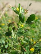 Image of bur medick